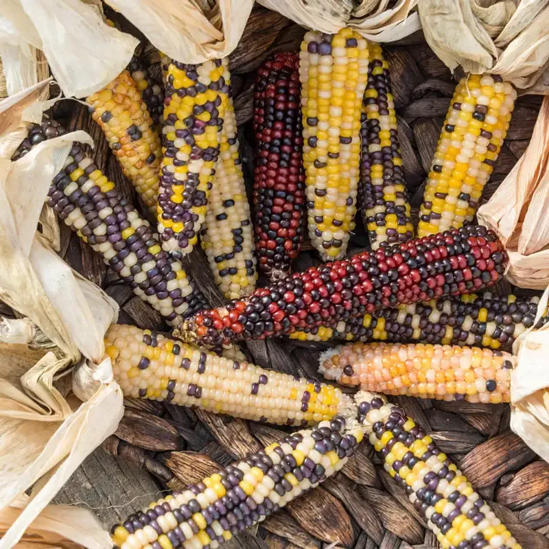 Firecracker Hybrid Popcorn Seeds for Home Gardening 1