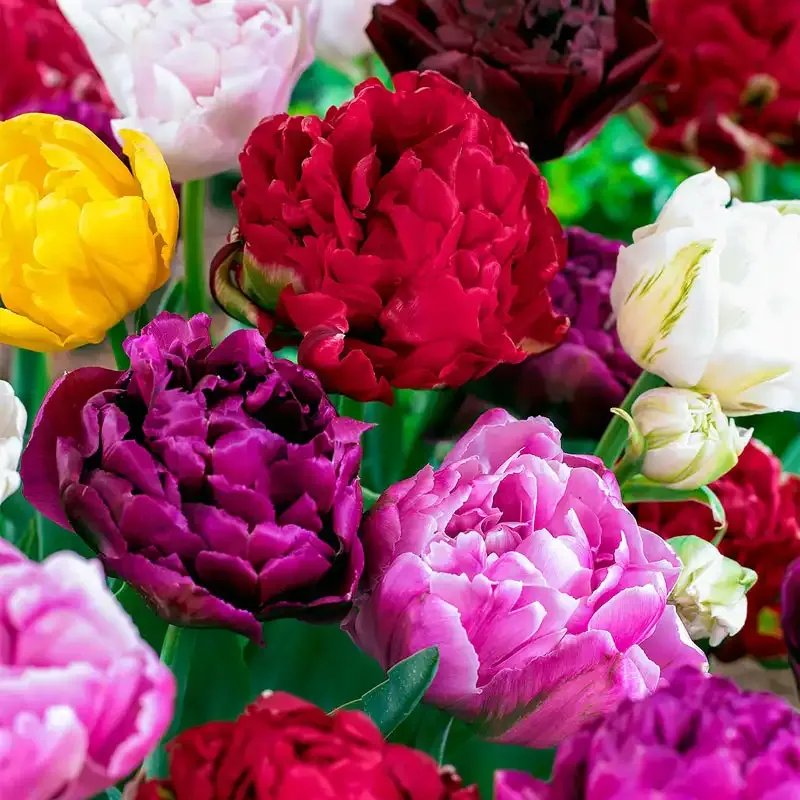 Double Late Tulip Bulb Mix - Peony-Flowered Multi-Color Collection