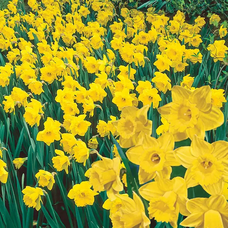Yellow Naturalizing Daffodils - Perennial Spring Flowering Bulbs