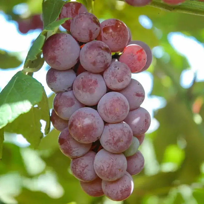 Somerset Seedless Grape Vine - Cold Hardy Fruit Bearing Vine