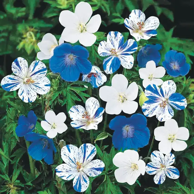 Blue and White Hardy Geranium Perennial Garden Mix 1