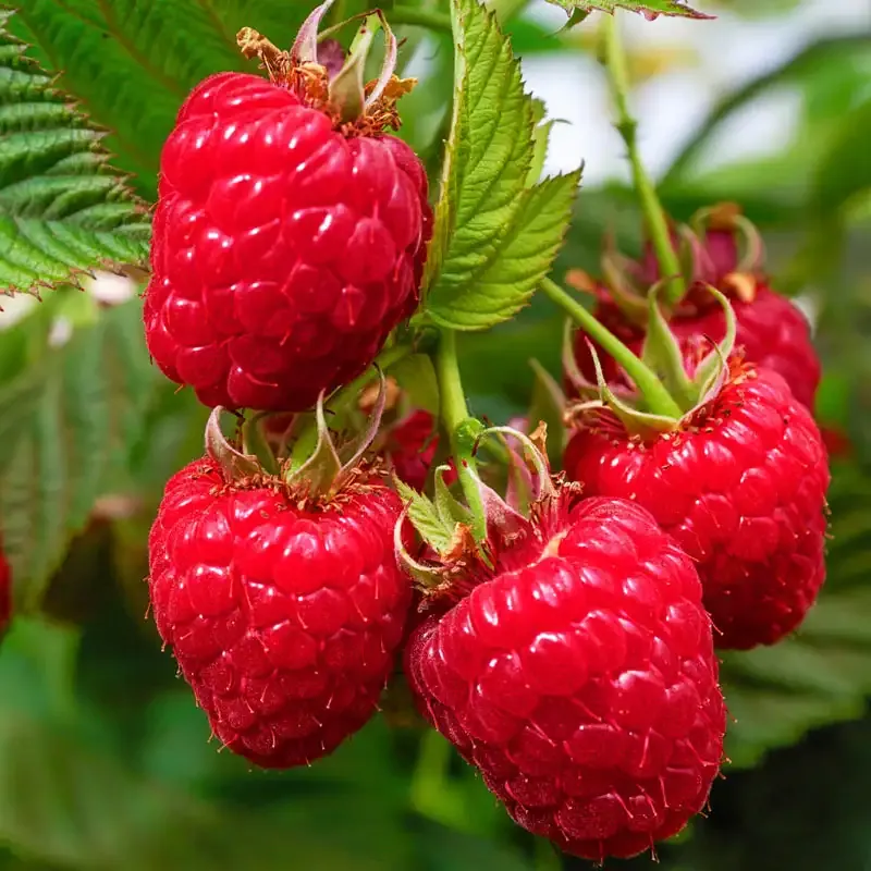 Lewis Raspberry Summer-Bearing Fruit Plant