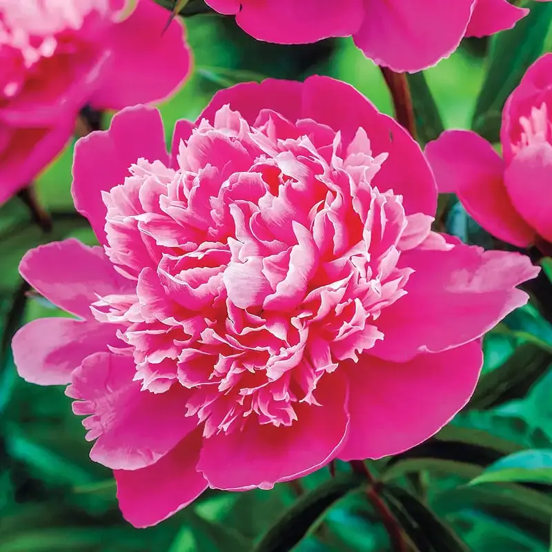 Realistic Peony Decorative Floral Arrangement