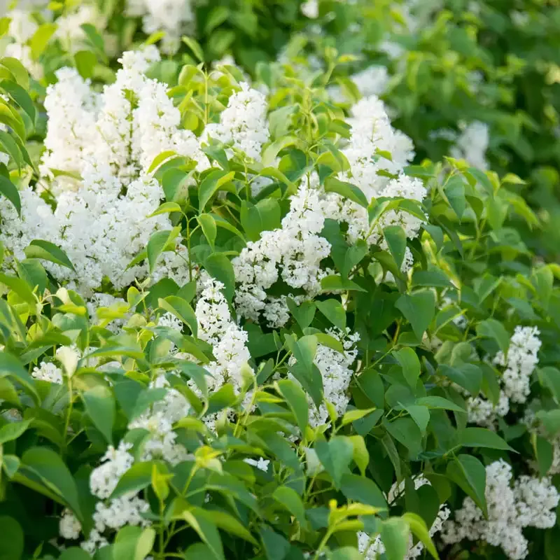 Flowering Lilac Shrub for Indoor and Outdoor Gardening 1