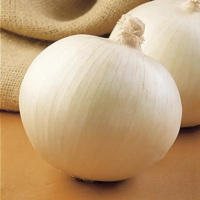 Superstar Hybrid Onion Seeds for Consistent Vegetable Garden Harvest