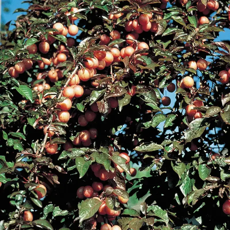 Native Plum Tree - Deciduous Fruit-Bearing Tree for Garden Landscapes