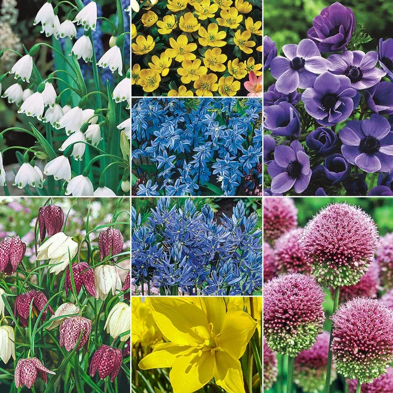 Bee and Butterfly Garden Collection - Pollinator-Friendly Flower Seed Mix