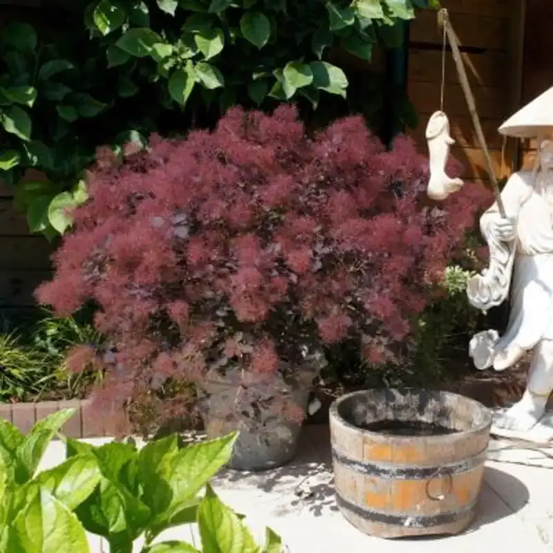 Dusty Maiden Smoketree Ornamental Deciduous Shrub