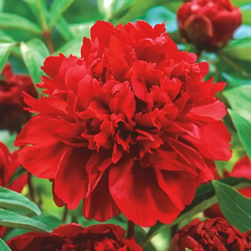Karl Rosenfield Peony Perennial Bare Root Plant