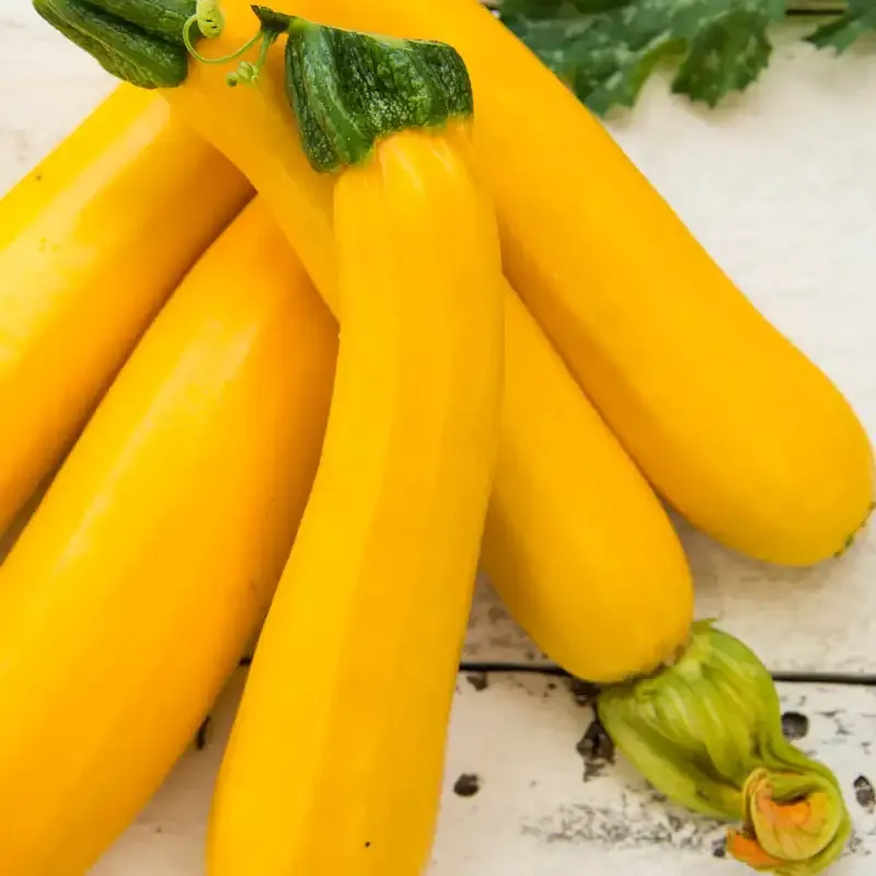 Easy Pick Gold II Hybrid Summer Squash Seeds (Approx. 20 Seeds) 1