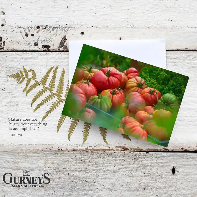 Vegetable Illustration Botanical Notecards Set 3