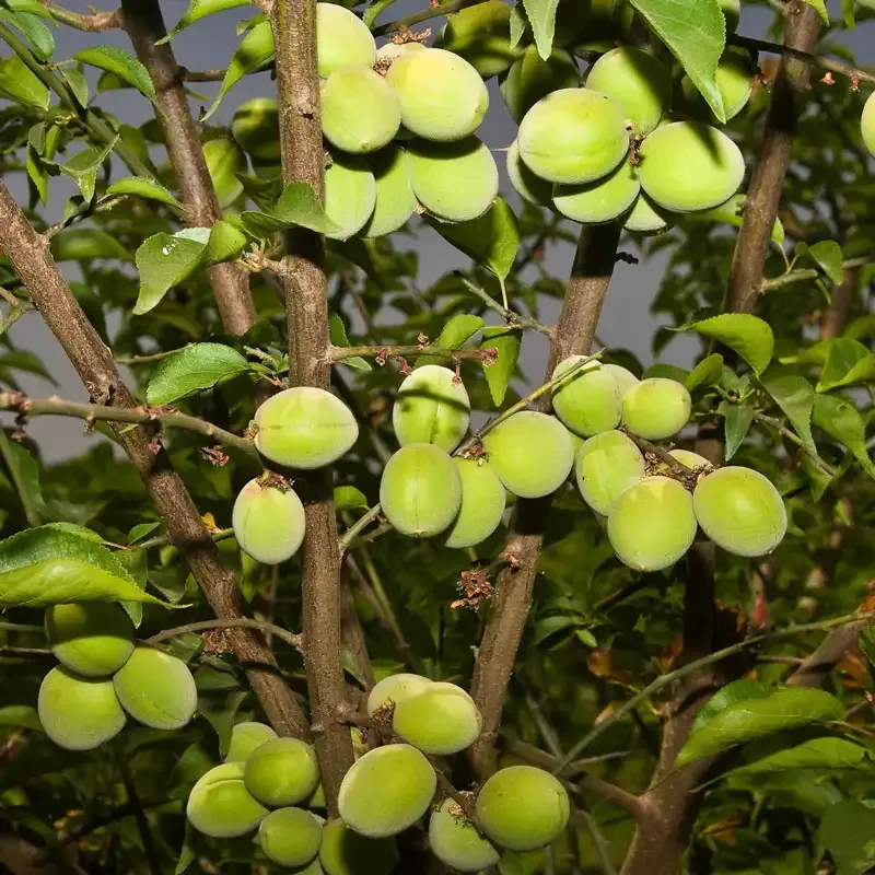 Koume Apricot Tree for Home Garden Cultivation