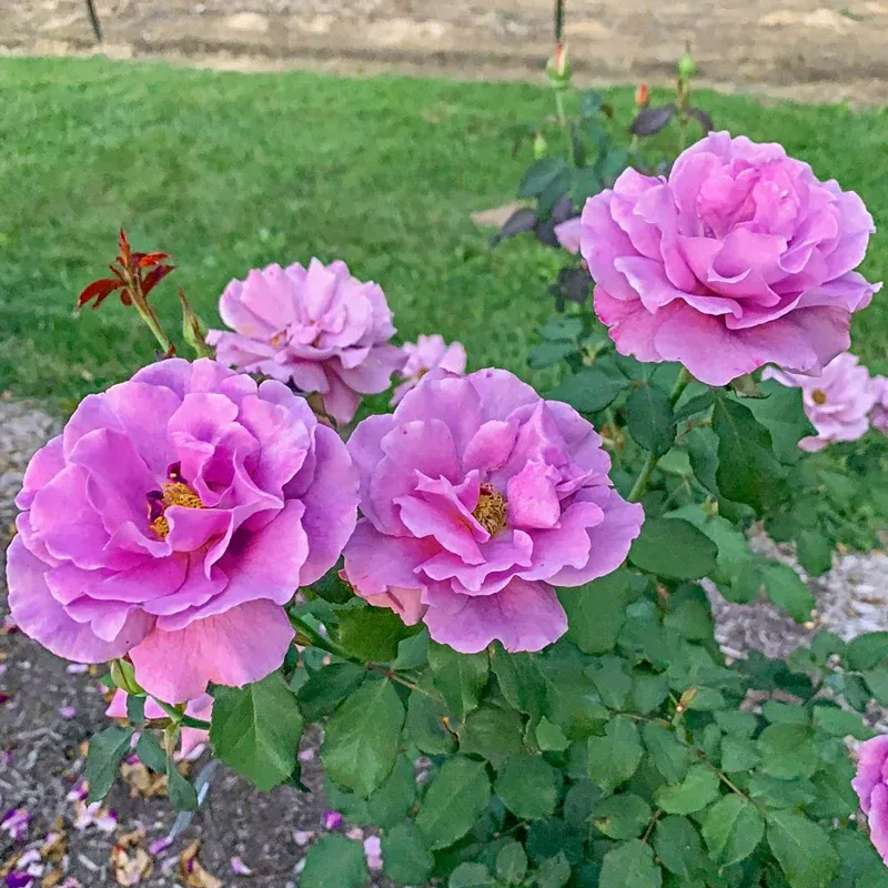 Angel Face Floribunda Rose Plant - Fragrant Lavender-Mauve Repeat Bloomer 2