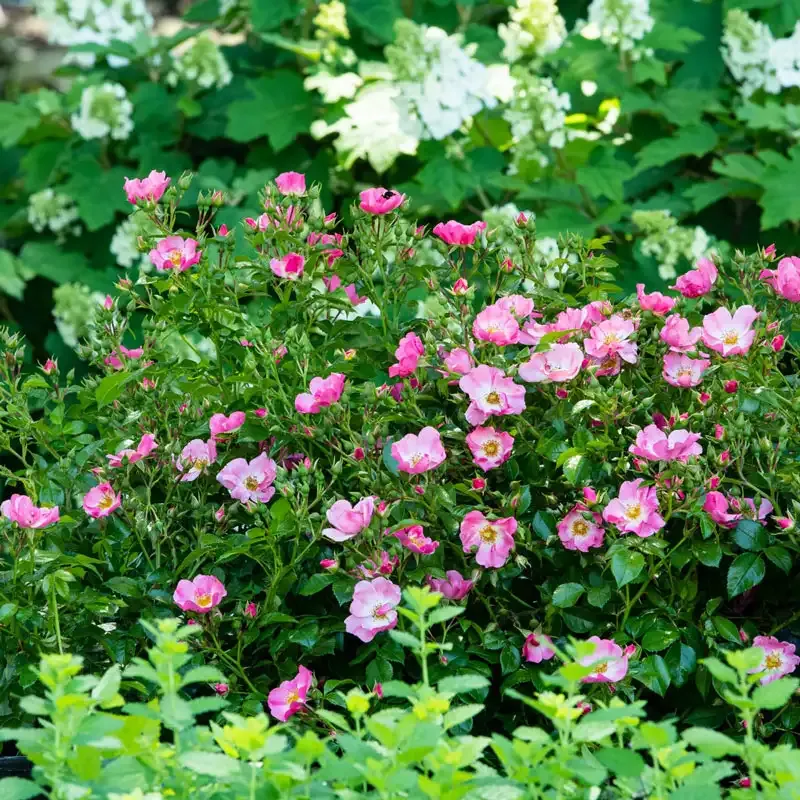 Hardy Pink Rose Flowering Shrub for Outdoor Garden Landscapes 1