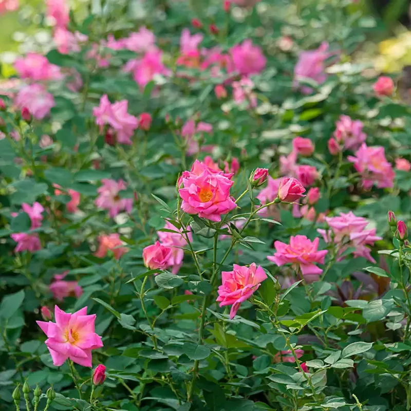 Pink Freedom Hedge Rose - Hardy Flowering Shrub for Garden Landscaping