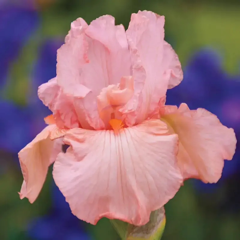 Pink Attraction Reblooming German Iris Perennial Rhizomes