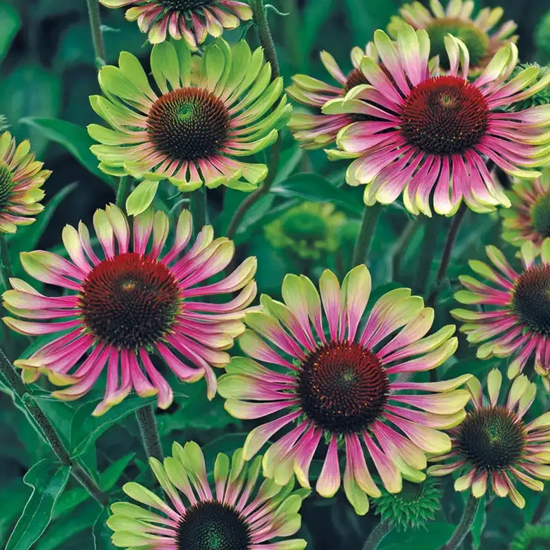 Green Twister Coneflower (Echinacea Purpurea) Perennial Garden Plant