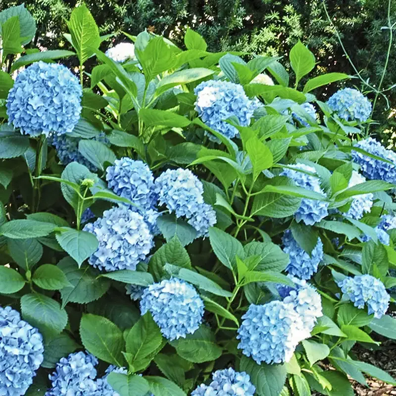 Summer Beauty Hydrangea Flowering Deciduous Shrub