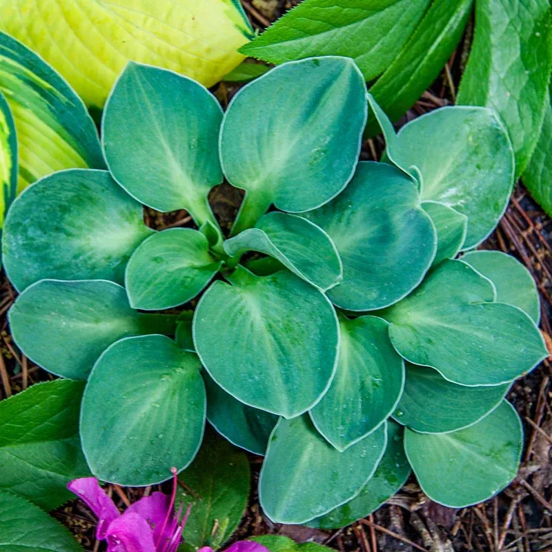 Blue Mouse Ears Hosta Compact Shade-Loving Perennial