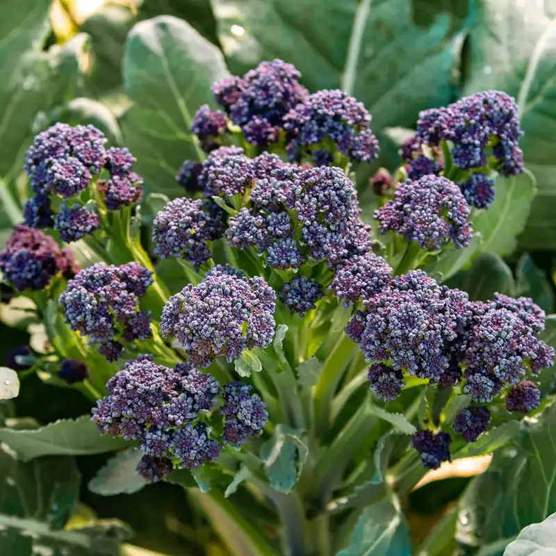 Burgundy Hybrid Sprouting Broccoli Seeds for Home Gardening