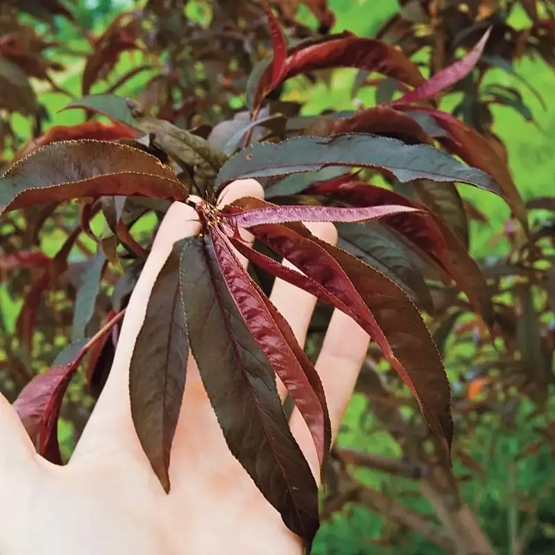 Flat Wonderful Peach Tree - Compact Fruit-Bearing Tree 3