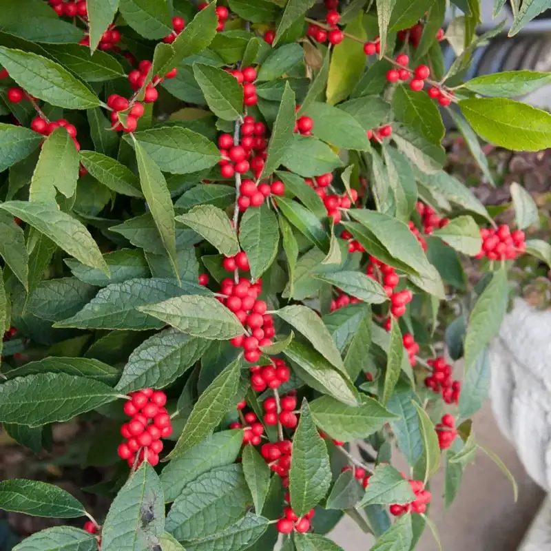 Winter Red Winterberry Pair - Decorative Artificial Floral Stems 2