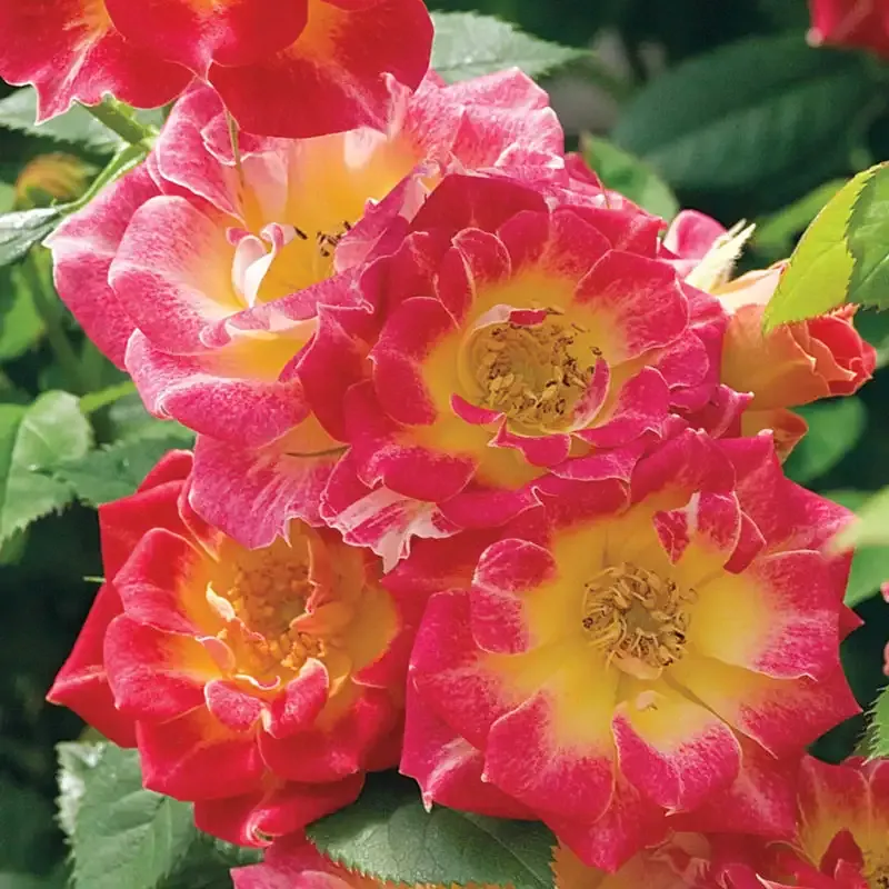 Miniature Rose Compact Flowering Shrub for Containers and Gardens