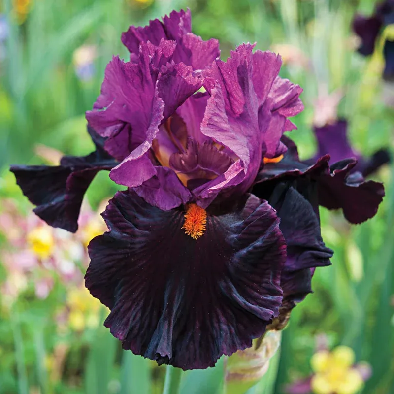 Fiery Temper Bearded Iris Perennial Rhizome