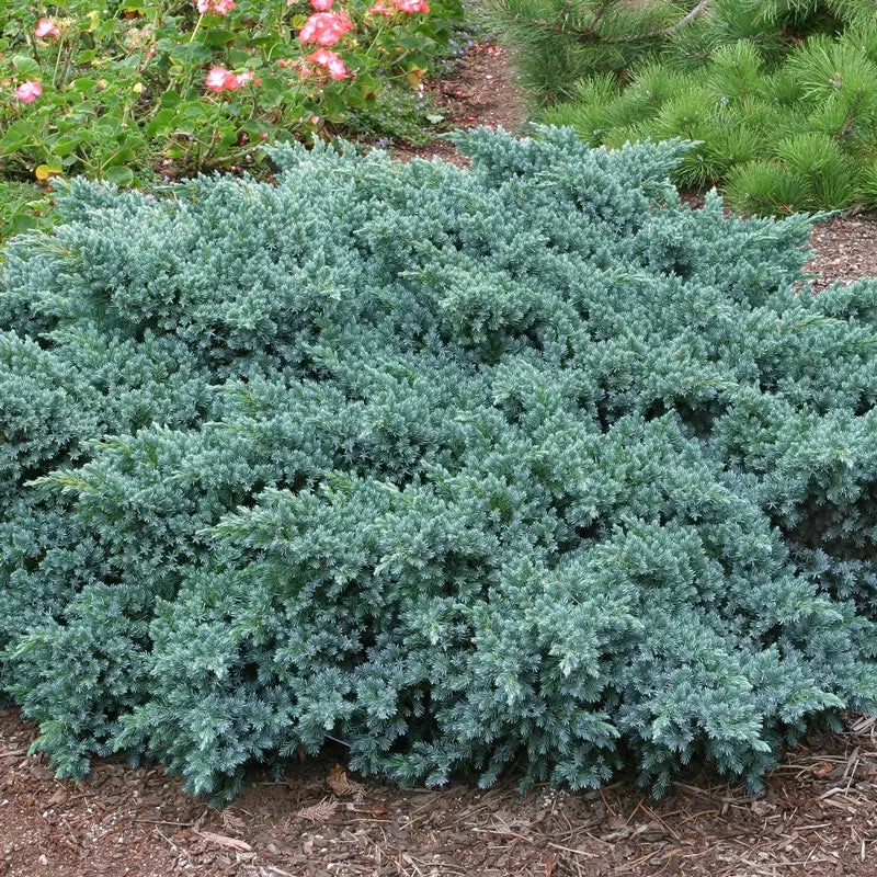 Blue Star Juniper (Juniperus squamata) Dwarf Evergreen Shrub