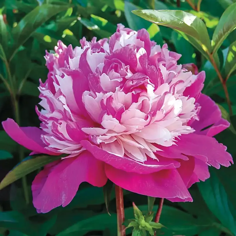 Artificial Peony Decorative Flower for Home and Event Arrangements