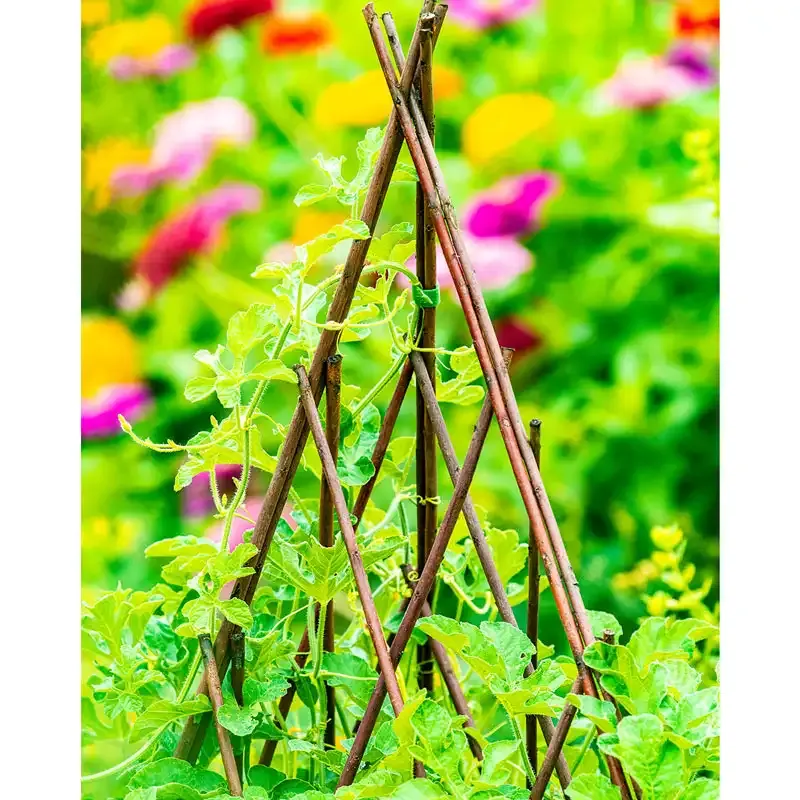 Natural Willow Teepee Plant Support for Climbing Vines and Garden Vegetables
