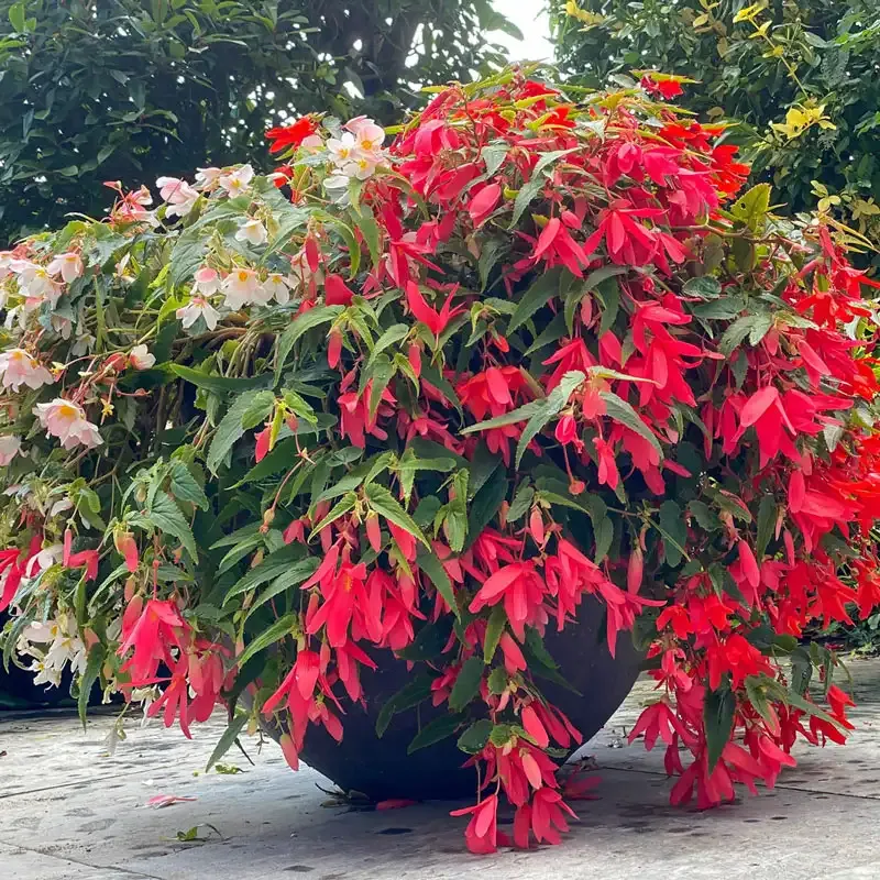 Boliviensis Begonia Mix - Trailing Flowering Plants for Hanging Baskets