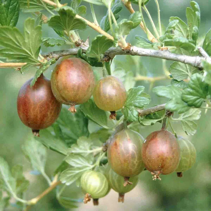 Pixwell Gooseberry Plant - Hardy Fruit-Bearing Shrub 1