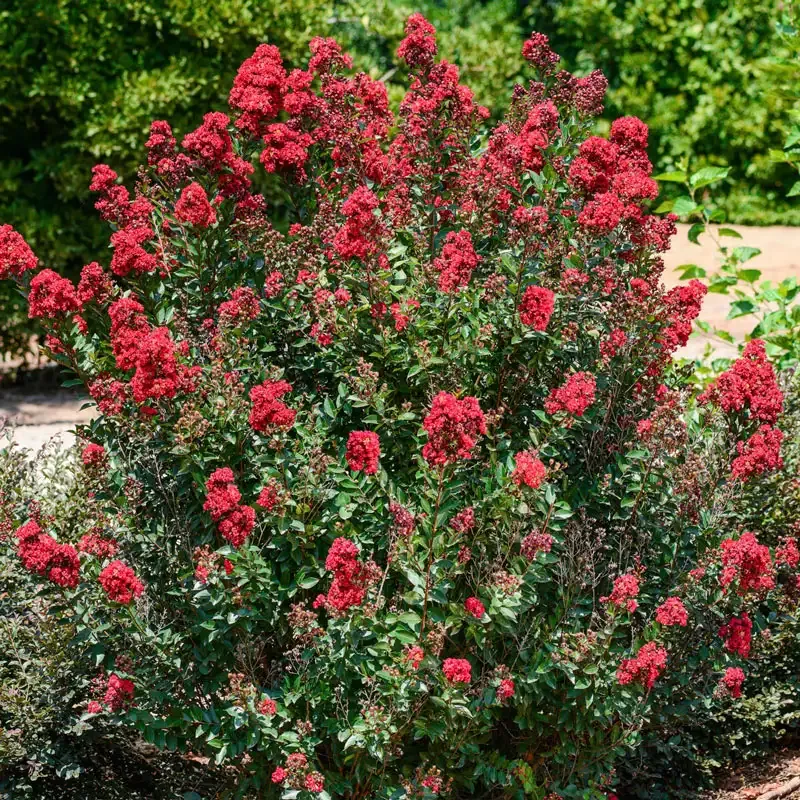 Enduring Summer Reblooming Crape Myrtle - Vibrant Red Flowering Shrub 2