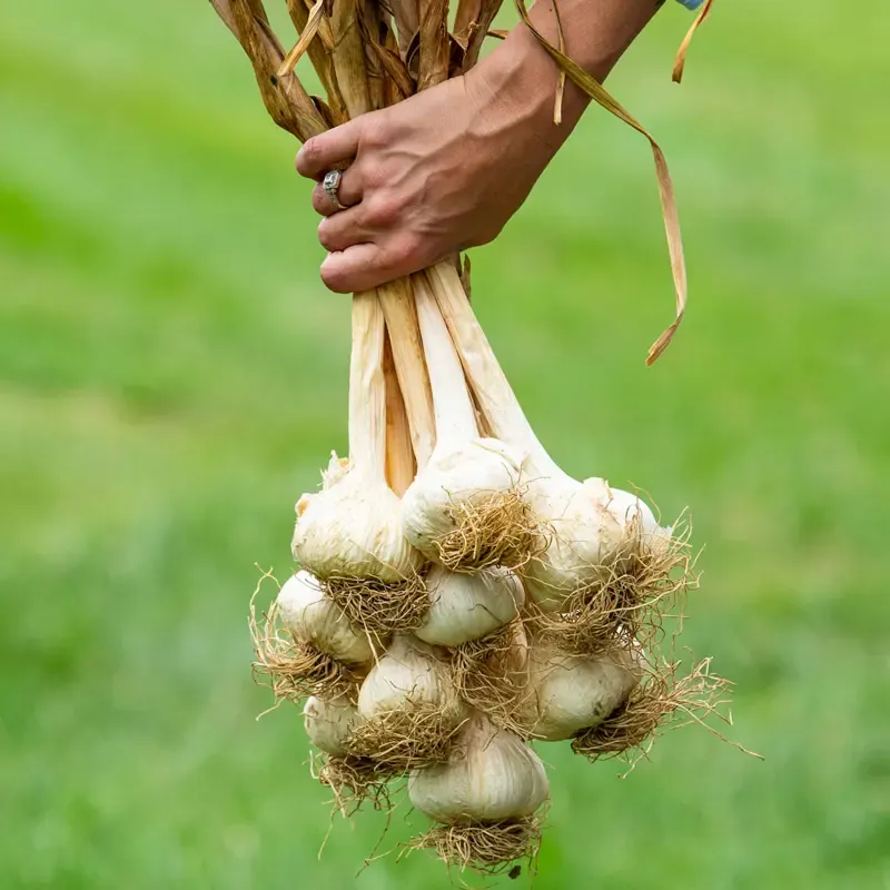Blue Music Hardneck Garlic Bulbs for Culinary and Planting Use