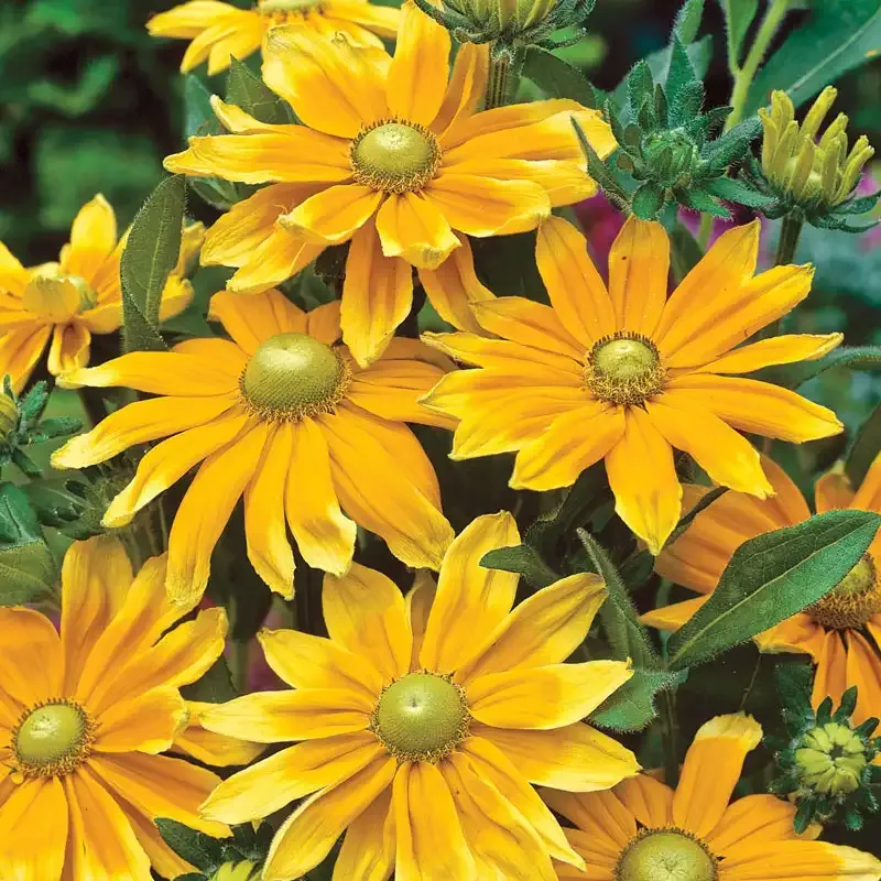 Prairie Sun Rudbeckia (Rudbeckia hirta) Garden Flower Seeds