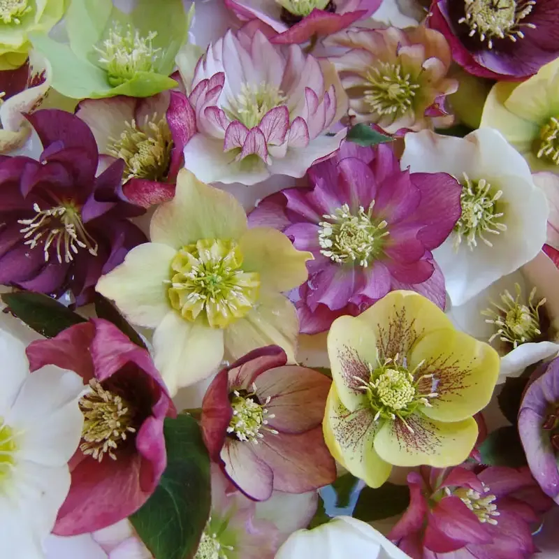 Brandywine Hellebore Mix - Hardy Evergreen Perennial Flowering Plants