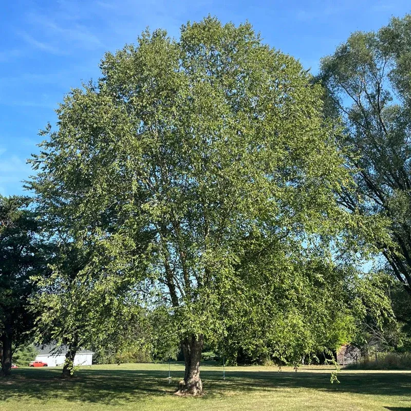 Jefferson Elm Tree - Deciduous Shade Tree for Residential Landscapes