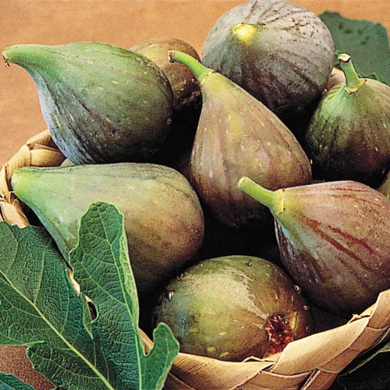 Dwarf Fig Tree Compact Potted Ficus Carica for Indoor Cultivation