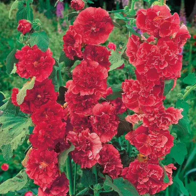 Chater's Double Red Hollyhock Seeds - Heirloom Alcea Rosea