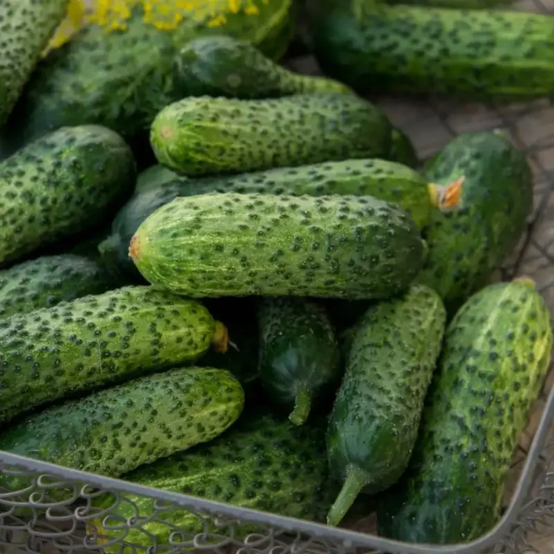 Gherkin Pickling Hybrid Cucumber Seeds - High-Yield Garden Variety