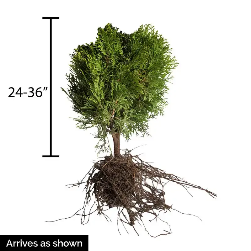 Little Giant Arborvitae Compact Evergreen Hedge Shrub 1