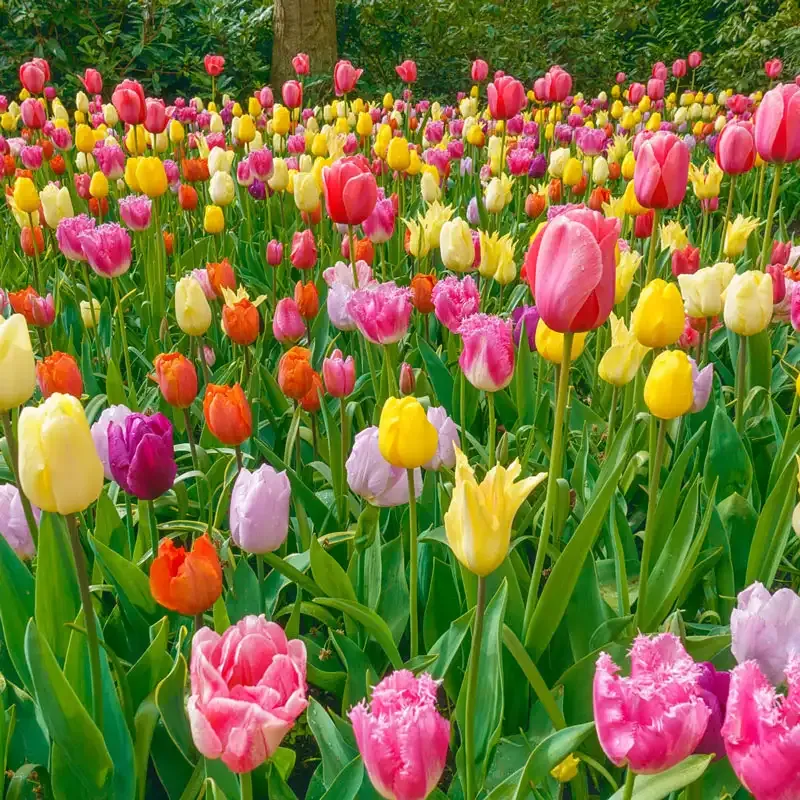 All Spring Tulip Mix - Assorted Perennial Flower Bulbs for Spring Gardens