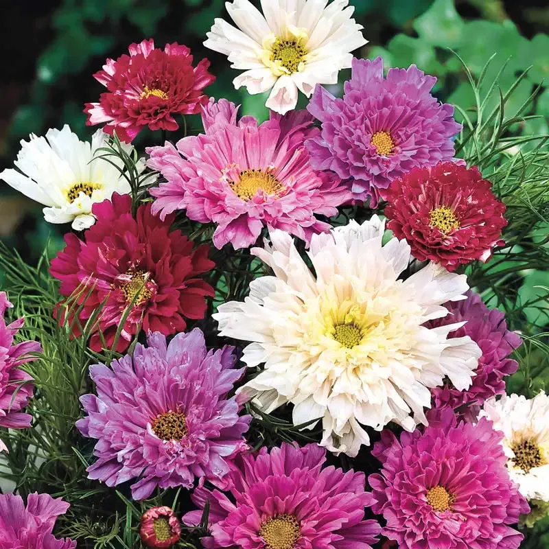 Double Click Cosmos Flower Seeds - Heirloom Annual Garden Variety