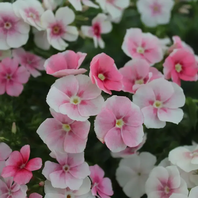Blushing Bride Phlox Perennial Garden Plant