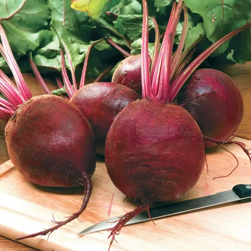 Harrier Hybrid Beet Seeds for Consistent Garden Yields
