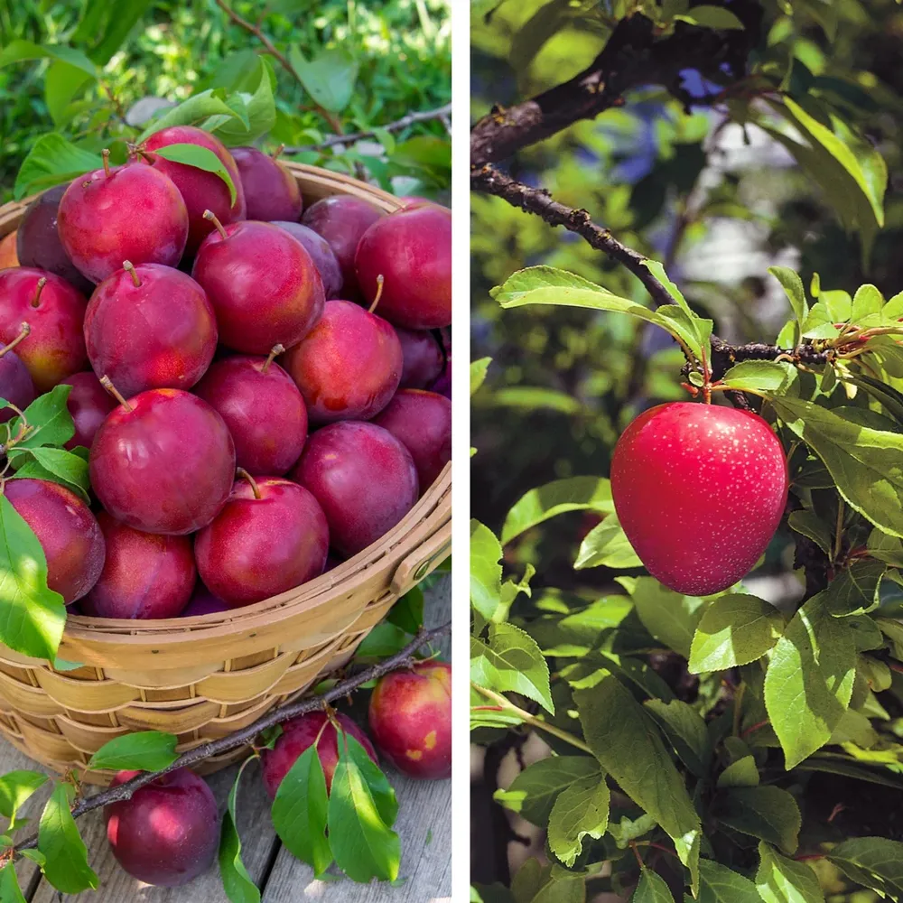 Alderman and Superior Plum Tree Pollinator Pack for Cross-Pollination