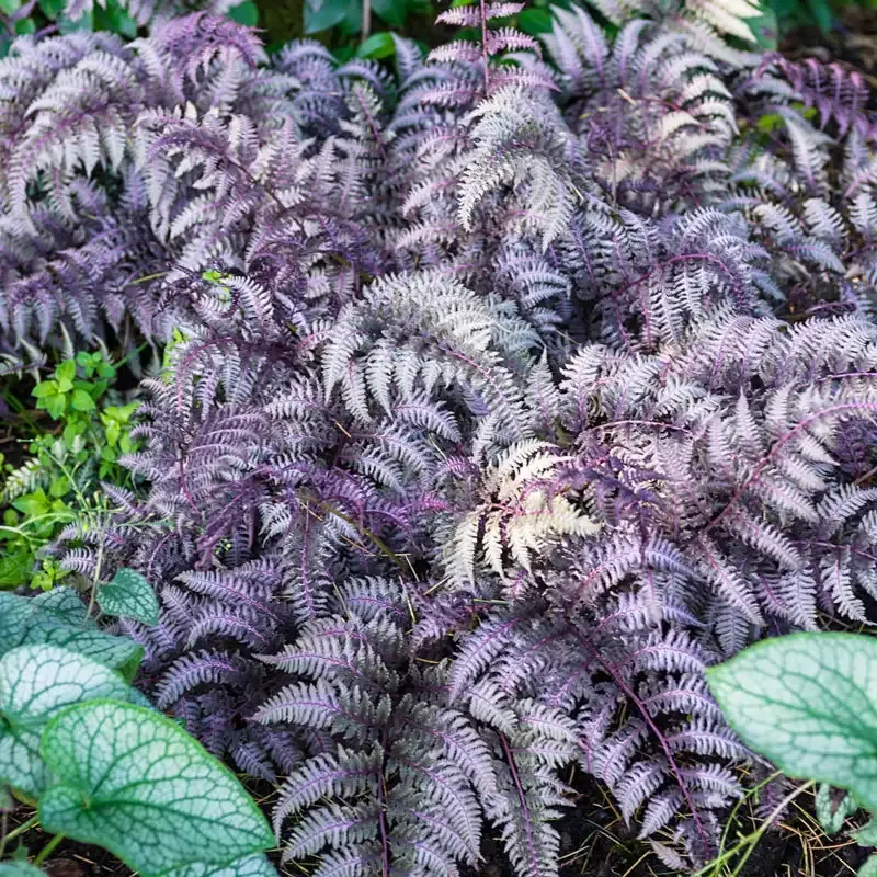 Japanese Painted Fern (Athyrium niponicum) - Silver-Leaf Shade Perennial