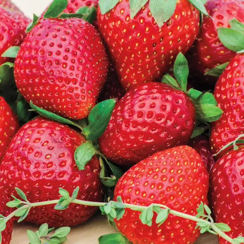 Wendy Junebearing Strawberry Plant - Seasonal Fruit Garden Starter