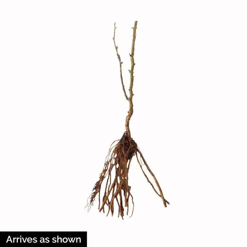 Triple Crown Thornless Blackberry Plant - Semi-Erect Fruit Bearing Shrub 2